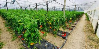 Njihuni me fermerin nga Patosi që eksporton për tregun e Danimarkës