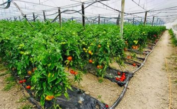 Njihuni me fermerin nga Patosi që eksporton për tregun e Danimarkës