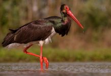 Lejleku i Zi/ Miku i rrallë viziton Shqipërinë, vjen shpendi i mrekullueshëm (FOTOT)