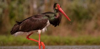 Lejleku i Zi/ Miku i rrallë viziton Shqipërinë, vjen shpendi i mrekullueshëm (FOTOT)