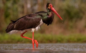Lejleku i Zi/ Miku i rrallë viziton Shqipërinë, vjen shpendi i mrekullueshëm (FOTOT)
