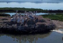 Parqet kombëtare të Shqipërisë “pushtohen” nga 410 pelikanë kaçurrelë dhe 53 rozë