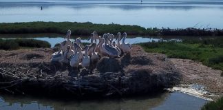 Parqet kombëtare të Shqipërisë “pushtohen” nga 410 pelikanë kaçurrelë dhe 53 rozë