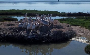 Parqet kombëtare të Shqipërisë “pushtohen” nga 410 pelikanë kaçurrelë dhe 53 rozë