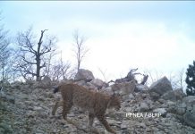 Nga rrëqebulli i Ballkanit tek kaprolli, kamerat zbulojnë “thesarin” e Malit të Munellës (FOTOT)