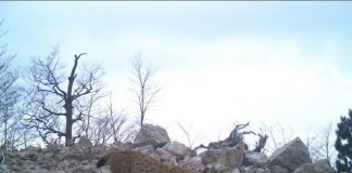 Nga rrëqebulli i Ballkanit tek kaprolli, kamerat zbulojnë “thesarin” e Malit të Munellës (FOTOT)