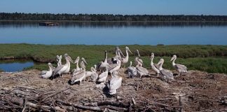 Nis Censusi i Pelikanit Kacurrel, ja fotot fantastike