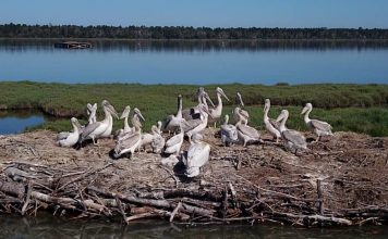 Nis Censusi i Pelikanit Kacurrel, ja fotot fantastike