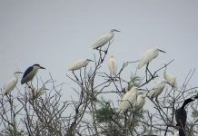 Fantastike! Divjakë-Karavasta ‘pushtohet’ nga kolonia e çafkave dhe karabullakëve