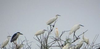 Fantastike! Divjakë-Karavasta ‘pushtohet’ nga kolonia e çafkave dhe karabullakëve