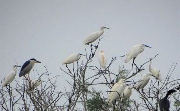 Fantastike! Divjakë-Karavasta ‘pushtohet’ nga kolonia e çafkave dhe karabullakëve
