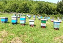 Skema e subvencionimit/ Si do financohen fermat e bletëve, sa përfitojnë