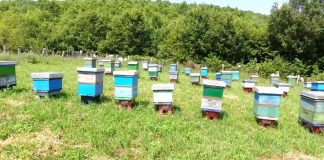 Skema e subvencionimit/ Si do financohen fermat e bletëve, sa përfitojnë