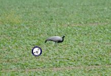 Krilla me çafkë, shpendi më i ri në Parkun Kombëtar Divjakë-Karavasta (FOTO)