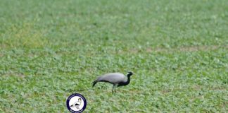 Krilla me çafkë, shpendi më i ri në Parkun Kombëtar Divjakë-Karavasta (FOTO)