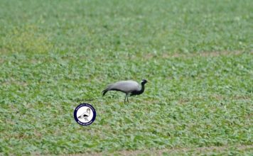 Krilla me çafkë, shpendi më i ri në Parkun Kombëtar Divjakë-Karavasta (FOTO)