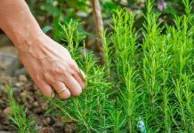 Bimët mjekësore/ Qeveria subvencionon fermerët deri 1 milion lekë përmes skemës kombëtare