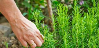 Bimët mjekësore/ Qeveria subvencionon fermerët deri 1 milion lekë përmes skemës kombëtare