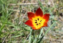 A keni dëgjuar për tulipanin shqiptar?