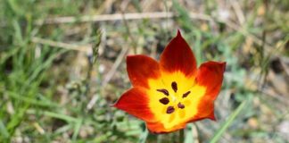 A keni dëgjuar për tulipanin shqiptar?