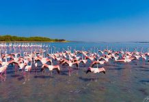 Prestigjiozja amerikane: Flamingot po dynden drejt lagunës shqiptare