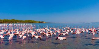 Prestigjiozja amerikane: Flamingot po dynden drejt lagunës shqiptare