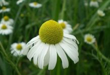 Studimi i ri/ Lulet e kamomilit, efektet dhe përfitimet e jashtëzakonshme