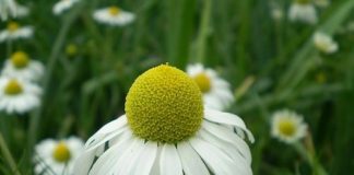 Studimi i ri/ Lulet e kamomilit, efektet dhe përfitimet e jashtëzakonshme