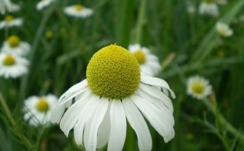Studimi i ri/ Lulet e kamomilit, efektet dhe përfitimet e jashtëzakonshme