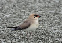 Gjendet koloni e dallëndyshes së detit në Shqipëri, përbën mbi 3.3 % të popullatës së kontinentit europian