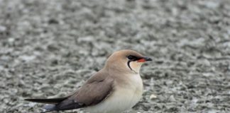 Gjendet koloni e dallëndyshes së detit në Shqipëri, përbën mbi 3.3 % të popullatës së kontinentit europian