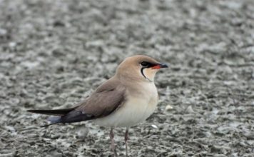 Gjendet koloni e dallëndyshes së detit në Shqipëri, përbën mbi 3.3 % të popullatës së kontinentit europian