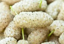 Vlerat shëndetësore të manave të bardha për diabetin dhe artritin