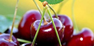 Frutat që s’duhet të mungojnë në tryezë gjatë verës, si t’i zgjidhni