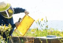 Mjalti shqiptar kthehet në markë ndërkombëtare, ja qarku ku prodhohet më shumë