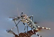 LAJMI I MIRË/ Mushkonjat nuk e transmetojnë koronavirusin, ja studimi