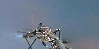 LAJMI I MIRË/ Mushkonjat nuk e transmetojnë koronavirusin, ja studimi