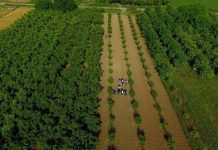 Njerëzit e punës/ Fermeri nga Cërriku kthen malin në pemëtore me pjeshkë