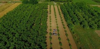 Njerëzit e punës/ Fermeri nga Cërriku kthen malin në pemëtore me pjeshkë