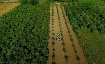 Njerëzit e punës/ Fermeri nga Cërriku kthen malin në pemëtore me pjeshkë