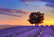 Rritet kultivimi bimëve mjekësore në Shqipëri, eksportohen kryesisht në SHBA (Shifrat)