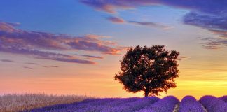 Rritet kultivimi bimëve mjekësore në Shqipëri, eksportohen kryesisht në SHBA (Shifrat)