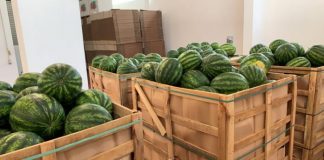 Bostani i Divjakës “markë ndërkombëtare”, 80% e prodhimit shkon në vendet e BE