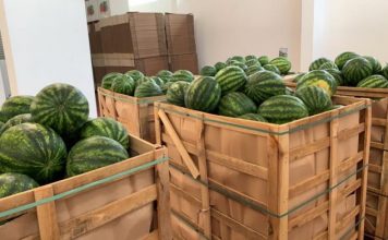 Bostani i Divjakës “markë ndërkombëtare”, 80% e prodhimit shkon në vendet e BE