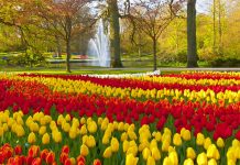 Studimi 16 vjeçar: Lulet ju përmirësojnë jetën dhe ju shtojnë humorin e lumturinë