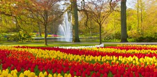 Studimi 16 vjeçar: Lulet ju përmirësojnë jetën dhe ju shtojnë humorin e lumturinë