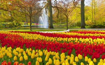 Studimi 16 vjeçar: Lulet ju përmirësojnë jetën dhe ju shtojnë humorin e lumturinë