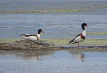 Vjosë-Nartë, një ndër zonat më të rëndësishme në Shqipëri për folezimin e shpendëve të ujit (FOTOT)