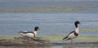 Vjosë-Nartë, një ndër zonat më të rëndësishme në Shqipëri për folezimin e shpendëve të ujit (FOTOT)