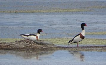 Vjosë-Nartë, një ndër zonat më të rëndësishme në Shqipëri për folezimin e shpendëve të ujit (FOTOT)